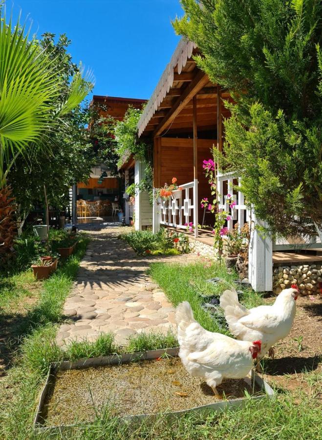 Apartamento Flora Pansiyon Cirali Kemer Exterior foto